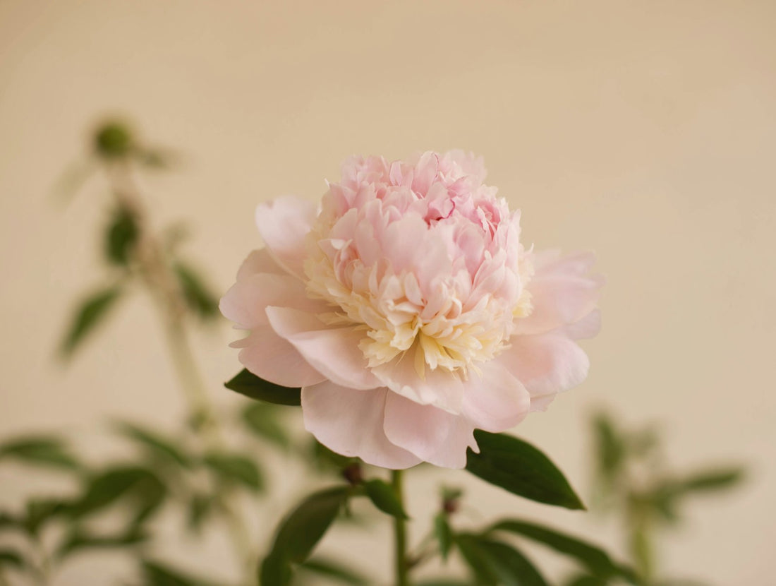 Pivoine rose pâle dans la lumière douce du matin