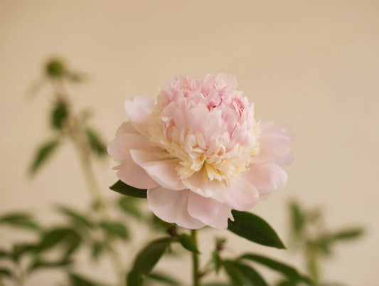 Pivoine rose pâle dans la lumière douce du matin